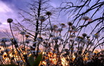 photo thumbnail #12
