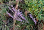 photo thumbnail #15