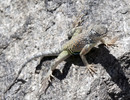 photo thumbnail #11