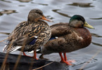 photo thumbnail #5