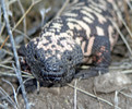 photo thumbnail #6