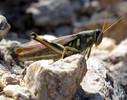 photo thumbnail #6