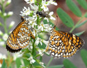 photo thumbnail #15