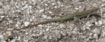 Featured Detail Photo