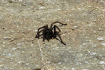 photo thumbnail #8