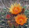 photo thumbnail #7