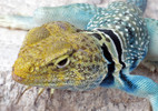 photo thumbnail #1