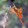 photo thumbnail #9