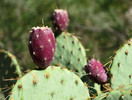 photo thumbnail #13