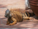 photo thumbnail #9