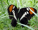photo thumbnail #7