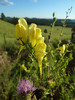 photo thumbnail #2