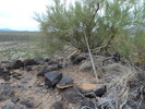 photo thumbnail #2