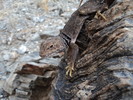 photo thumbnail #7