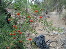 photo thumbnail #12
