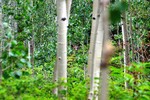 photo thumbnail #13