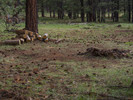 photo thumbnail #15