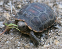 photo thumbnail #5