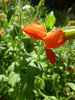 2013-06-15 :2: Upper Lemmon Canyon & Pools :: cindyl