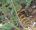 photo thumbnail #15