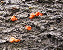 photo thumbnail #10