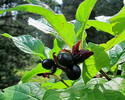 photo thumbnail #12