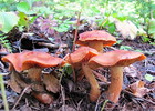 photo thumbnail #7