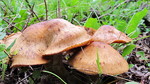 photo thumbnail #11