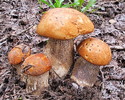photo thumbnail #12