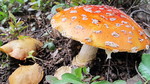 photo thumbnail #3
