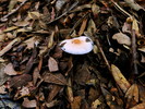 photo thumbnail #11