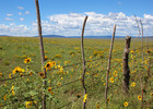 photo thumbnail #13