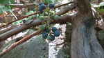 photo thumbnail #13