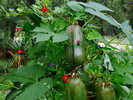 photo thumbnail #3