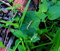 photo thumbnail #9
