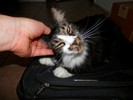 photo thumbnail #4
