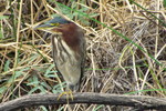photo thumbnail #4