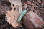 photo thumbnail #2
