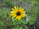 2013-09-08 Flat Top :: azbackpackr