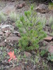 2013-09-08 Flat Top :: azbackpackr