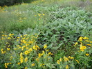 2013-09-08 Flat Top :: azbackpackr