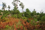 photo thumbnail #13