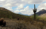 photo thumbnail #4