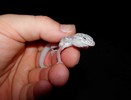 photo thumbnail #3