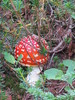photo thumbnail #12