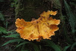 photo thumbnail #10