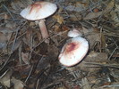 photo thumbnail #1