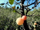 photo thumbnail #4