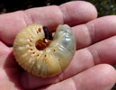 photo thumbnail #9