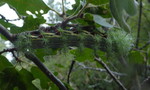 photo thumbnail #14